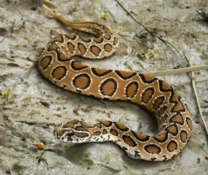 Russell's Viper Snake